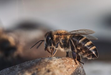 A bee, marked with black and brown stripes, pauses on a rock's surface. Golden sunlight illuminates its wings as it readies for flight, likely near the geysers in Yellowstone