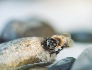 A Honey Bee takes a momentary respite upon the rough surface of a pebble. The Bee is preparing to fly to the wildflowers found nearby in the meadow