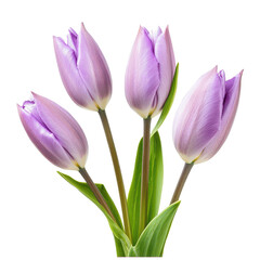 Naklejka premium Fresh purple tulips arranged in a bouquet against a white background showcasing natural beauty