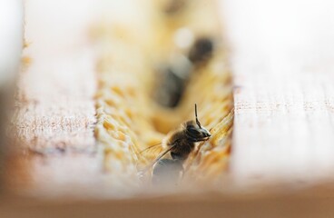 A close-up shows a worker bee inspecting the honeycombs, with other bees faintly visible inside....