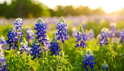 Lush field of vibrant bluebonnet flowers at sunset