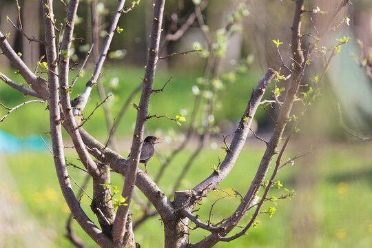 A small blackbird sits nestled in the branches of a budding tree, illuminated by sunlight. The backdrop is a soft, green blur of nature on a bright day in Spring