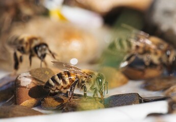 Several honeybees are seen drinking from a water trough on a sunny day. One bee is in sharp focus, lapping up water as two others blur in the background