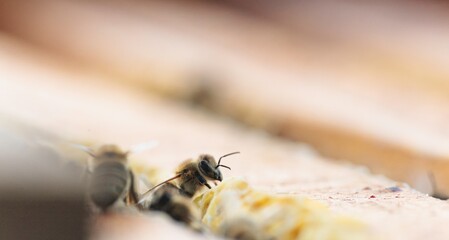 Two industrious Honeybees work diligently, collecting nectar and pollen from the honeycomb within...