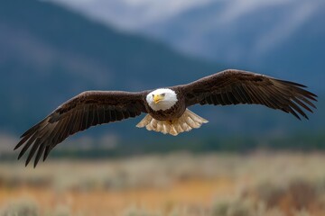 A bald eagle flying over a field of tall grass