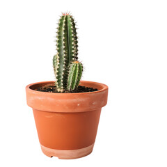 Cereus Peruvianus Cactus in Terracotta Pot