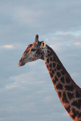 Giraffe portrait on a blue sky in botswana