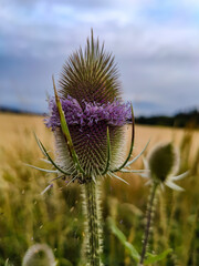 A purple flower in the middle of a field of wheat