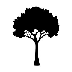Silhouette of a majestic tree with dense foliage against a white backdrop