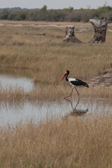 black crowned crane in a lake in botswana