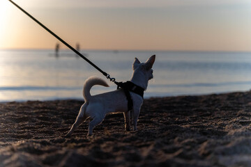 Small dog enjoying golden hour on the beach during sunset