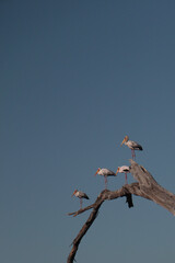 White storks on a dead tree branch in botswana
