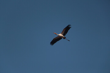 Flying bird on a blue sky in Botswana