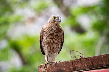 Shikra (Accipiter badius) Bird