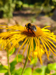 A bee is sitting on a yellow flower