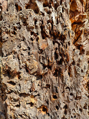 A close up of the bark of a tree with holes in it