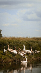 Flock of geese coming ashore from the river in warm light