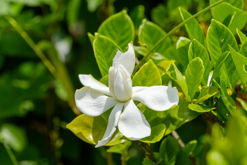クチナシの花と艶やかな緑の葉