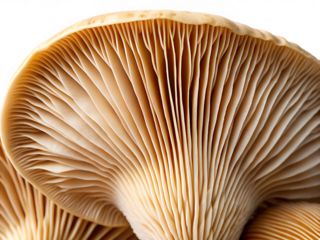   close up of a mushroom gills fungus edible isolated on white background PNG, AI GENERATED