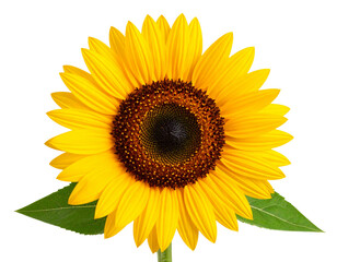 Fototapeta premium Sunflower PNG Isolated on Transparent Background