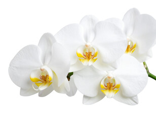 Fototapeta premium White Orchid Flower PNG Isolated on Transparent Background