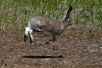 Snowshoe hare leaping in the sunshine