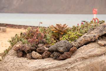 Jardín de suculentas en roca junto al mar, La Graciosa, Lanzarote