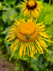 A close up of a yellow flower with a green bug on it