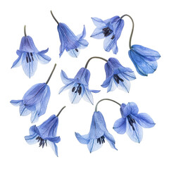 Beautiful collection of delicate blue flowers arranged in a harmonious pattern on a white background