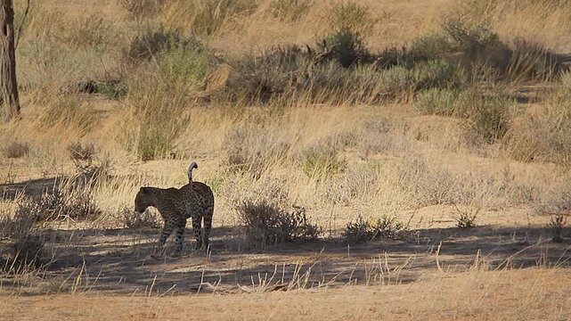 Leopard female going to poo in Kgalagadi transfrontier park, South Africa; specie Panthera pardus family of Felidae 