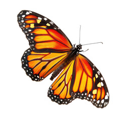 Fototapeta premium Monarch butterfly, vibrant colors