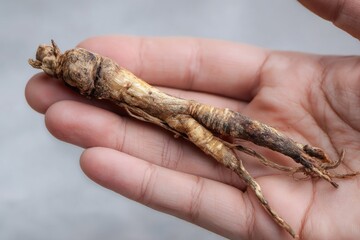 Dried ginseng root held in a hand