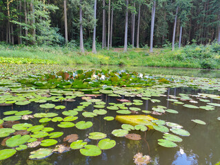 A pond filled with lots of water lily pads in the middle of a forest