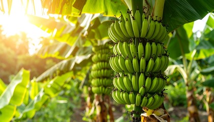 Lush green banana bunches in a tropical plantation bathed in sunlight