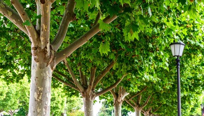 Lush green canopy of trees