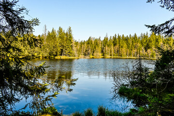 étang de la gruère, la gruère, See, Moorsee, Moor, Weiher, Hochmoor, Wanderweg, Spiegelung, Wasserpflanzen, Wald, Waldweg, Wasserpflanzen, Torfmoos, Jura, Naturschutz, Frühling, Sommer, Schweiz