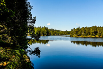 étang de la gruère, la gruère, See, Moorsee, Moor, Weiher, Hochmoor, Wanderweg, Spiegelung, Wasserpflanzen, Wald, Waldweg, Wasserpflanzen, Torfmoos, Jura, Naturschutz, Frühling, Sommer, Schweiz