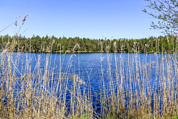 étang de la gruère, la gruère, See, Moorsee, Moor, Weiher, Hochmoor, Wanderweg, Wasserpflanzen, Wald, Waldweg, Wasserpflanzen, Torfmoos, Jura, Naturschutz, Frühling, Sommer, Schweiz