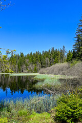 étang de la gruère, la gruère, See, Moorsee, Moor, Weiher, Hochmoor, Wanderweg, Spiegelung, Wasserpflanzen, Wald, Waldweg, Wasserpflanzen, Torfmoos, Jura, Naturschutz, Frühling, Sommer, Schweiz