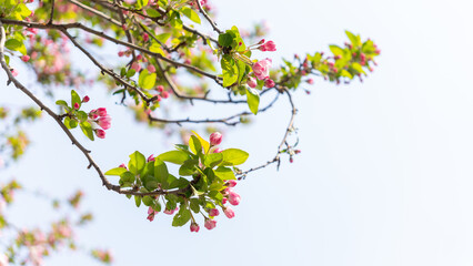 cherry blossom in spring