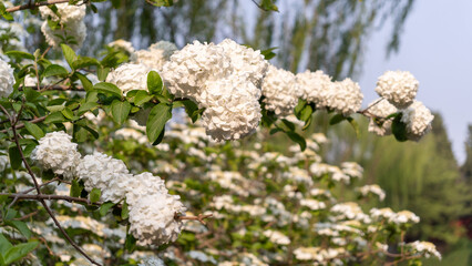wild flowers in the wind