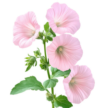 Delicate pink lavatera flowers in bloom with fresh green leaves against a transparent background