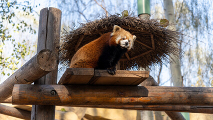 red panda