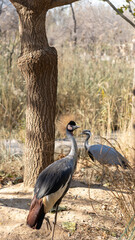 grey crowned crane