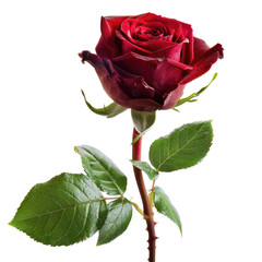 Close-up of a single crimson rose