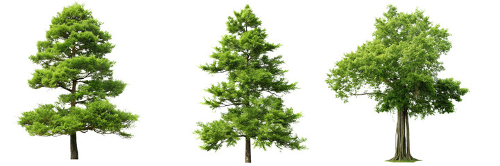 Three distinct trees with detailed foliage and varying shapes.