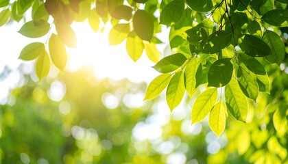 Lush green leaves bathed in sunlight (1)