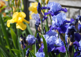 Blooming blue irises against a background of yellow irises