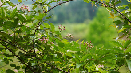 spring flowers in the garden