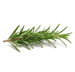 Fototapeta premium Fresh Rosemary Twig with Leaves Isolated on transparent background PNG
